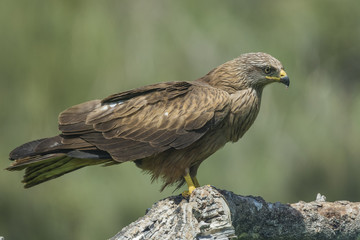black kite