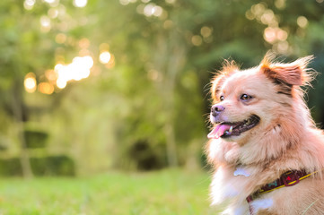 Beautiful and happy dog in the park with golden light behind