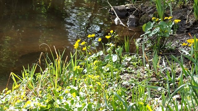 daffodils