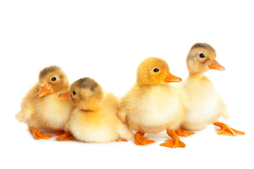 Duckling fun