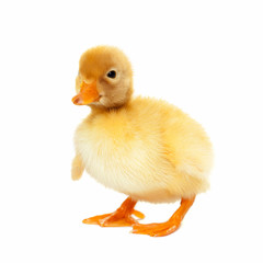 Fluffy yellow baby duckling isolated