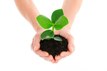 Hand with green plant