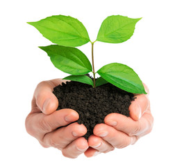 Hands holding green plant isolated