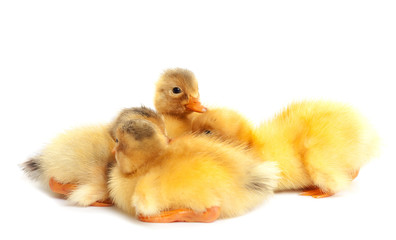 Little ducklings