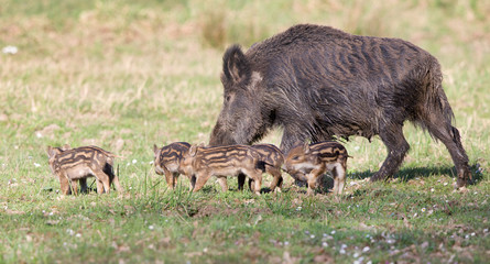 Wild boar family