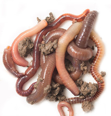 a bunch of worms to the earth on a white background