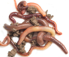 Fototapeta premium a bunch of worms to the earth on a white background