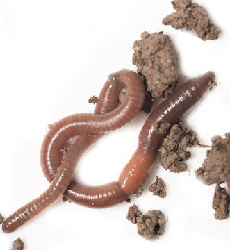 one with the earth worm macro