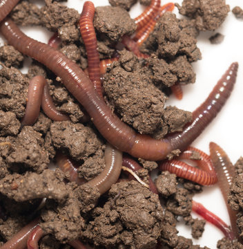 pile worms macro