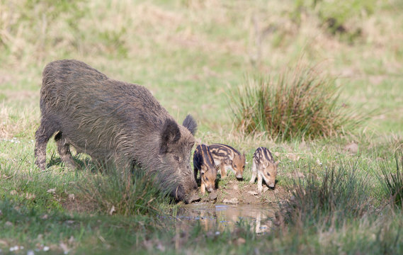 Wild boar family - Powered by Adobe