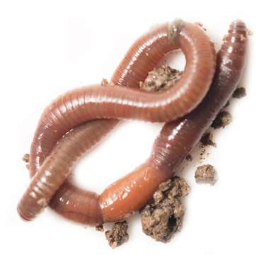 one with the earth worm macro