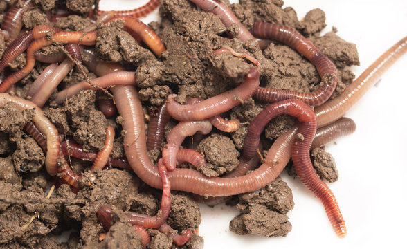 a bunch of worms to the earth on a white background