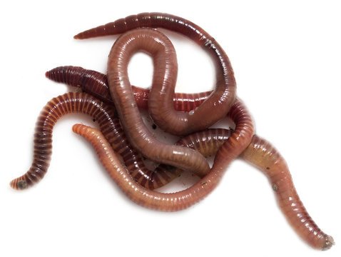Worms on a white background