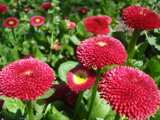 Sunny red bellis perennis in the garden in spring