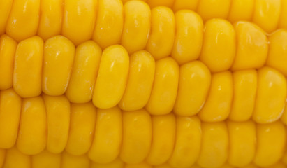 boiled corn as background close-up
