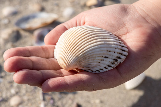 human hands holding a shell