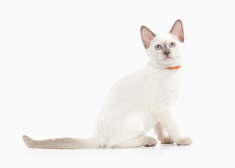 Cat. Thai kitten on white background