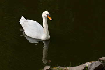 Swan on water