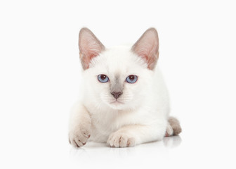 Obraz premium Cat. Thai kitten on white background