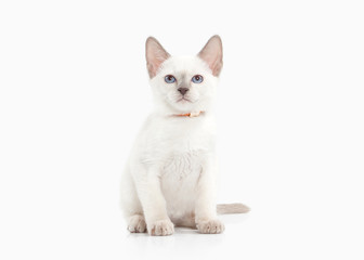 Cat. Thai kitten on white background