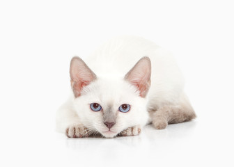 Cat. Thai kitten on white background