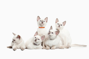 Naklejka na ściany i meble Cat. Several thai kittens on white background
