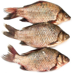 three fish carp on a white background