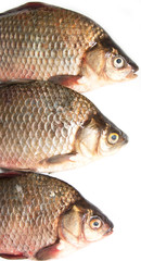 three fish carp on a white background