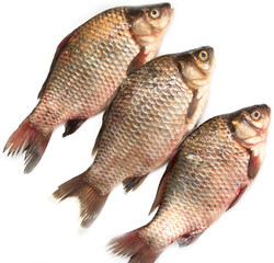 three fish carp on a white background