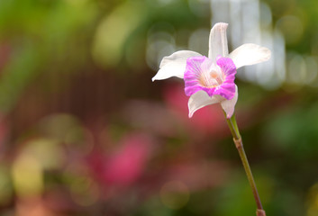 Close up orchid