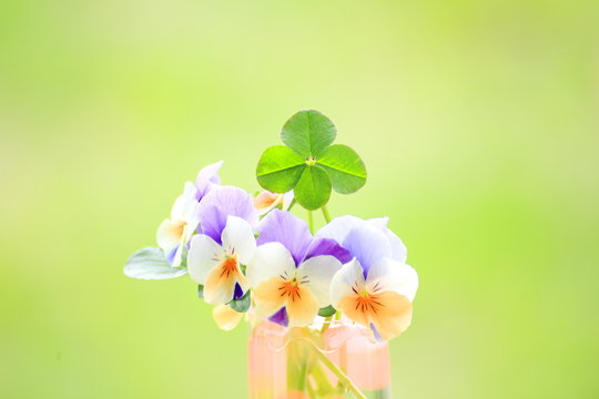 パンジーと四つ葉のクローバー