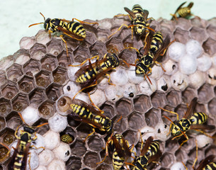 wasp on hives