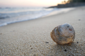 Shell on the beach