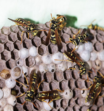 wasp on hives