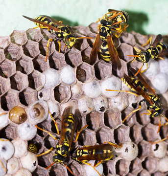 wasp on hives