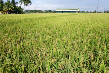 Paddy field with ripe paddy under the blue sky