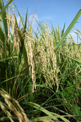 Paddy field with ripe paddy under the blue sky