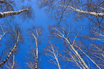 looking at the sky in the spring forest in spring