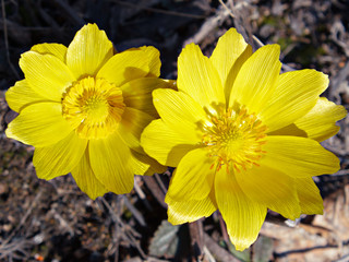 Close up spring yellow flowers.