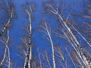 looking at the sky in the spring forest in spring