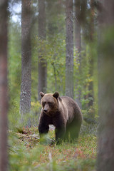Brown bear in the forest, between the trees