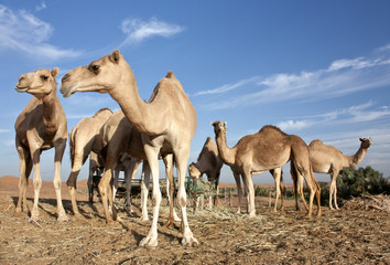 Camel farm in Dubai Desert, UAE