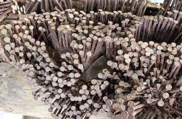 Rusty nails
