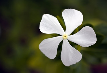 White Plumbago wild flower close up