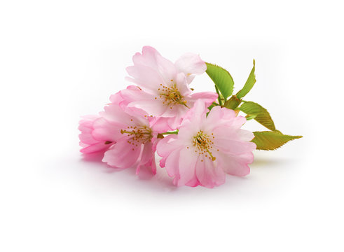 New Cherry Blossom isolated on a white background.