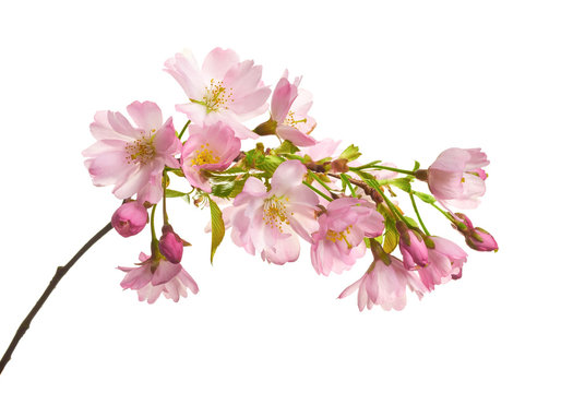 New Cherry Blossom isolated on a white background.