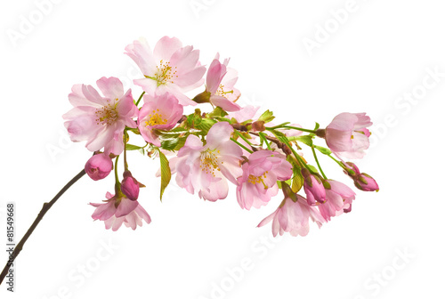 "New Cherry Blossom isolated on a white background." Stock photo and