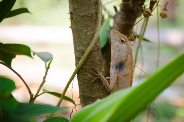 Iguna in North-Eathern of Thailand