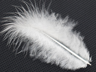 white feather on black material