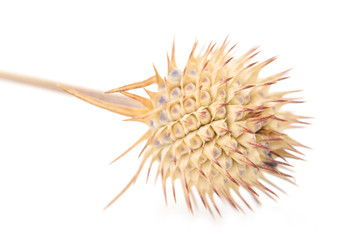 prickly flower in a bowl on a white background